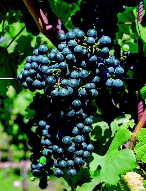 pinot kors
